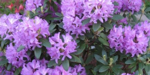 Rododendron na uralu: sorte otporne na mraz, uzgoj