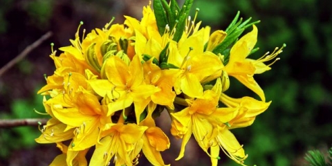 Rhododendron pontic: fotografija, opis, uzgoj