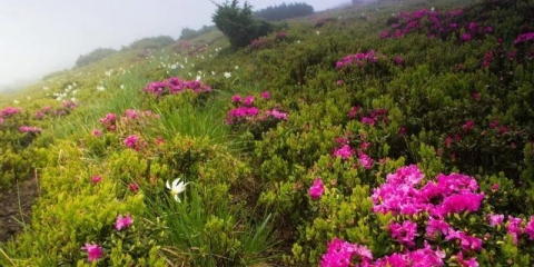 Rododendron: sadnja i njega, korisna svojstva