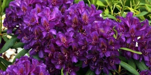 Rhododendron rasputin: opis sorte, recenzije, sadnja i njega