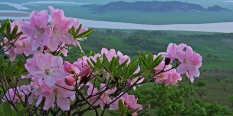 Schlippenbachov rododendron: fotografija, uzgoj iz sjemena, korisna svojstva