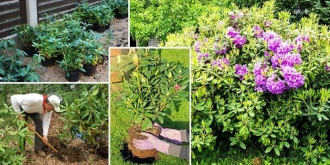 Rododendron smirnova: fotografija, uzgoj u predgrađu, recenzije