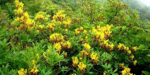 Rhododendron žuti: fotografija, sadnja i njega, za šta je korisno