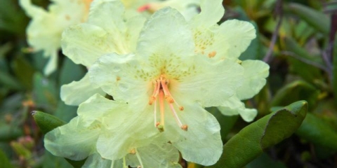 Zlatni rododendron (kaškara): šta je korisno, svojstva, uzgoj