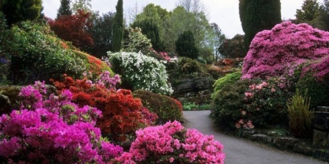 Rododendroni u vrtnom krajoliku