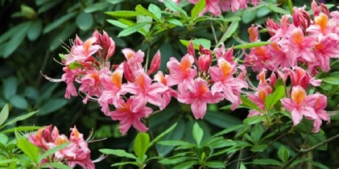 Rododendroni u lenjingradskoj oblasti: najbolje sorte, uzgoj