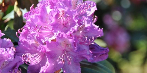 Rododendroni u sibiru: njega sadnje, sorte, fotografije