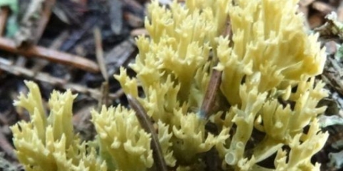 Jelov rog (feoclavulina fir): opis i fotografija