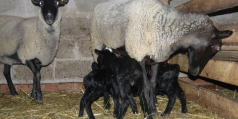 Romanovska pasmina ovaca: karakteristike