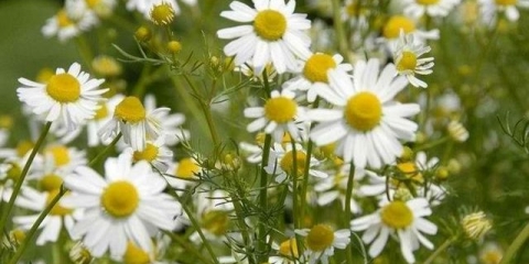 Farmaceutska kamilica