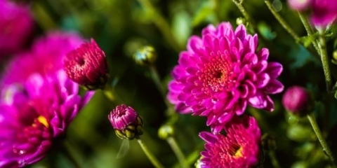 Krizantema kamilice: opis, sorte, sadnja i njega