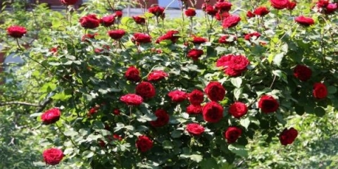 Rosa don juan: sadnja i njega