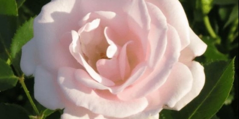 Floribunda ruža aspirinska ruža (aspirinska ruža): opis sorte, video