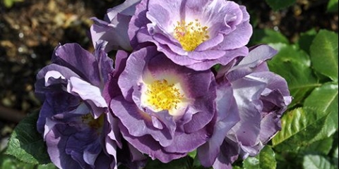 Floribunda ruža plava za vas (plava za vas): fotografija i opis, recenzije