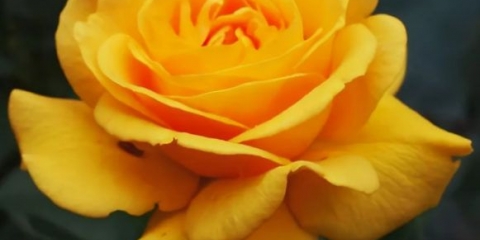 Rosa floribunda zlatni snovi (zlatni snovi): sadnja i njega, recenzije