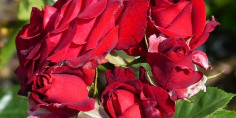 Rosa floribunda niccolo paganini: opis sorte, fotografije, recenzije