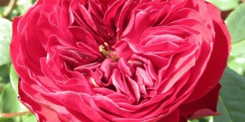 Rose floribunda sorte mona lisa (mona lisa)