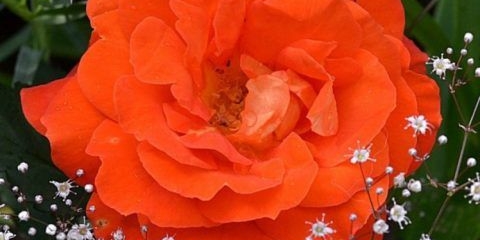 Super trouper floribunda ruža (super trouper): sadnja i njega