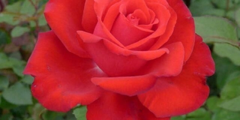 Rosa grande amore (super velika ljubav): fotografija i opis, recenzije