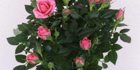 Rosa cordana: kućna njega