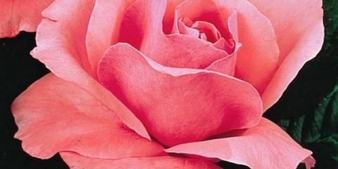 Kraljica ruža elizabeta