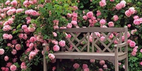 Rosa maria theresia (maria teresa): fotografija i opis, recenzije