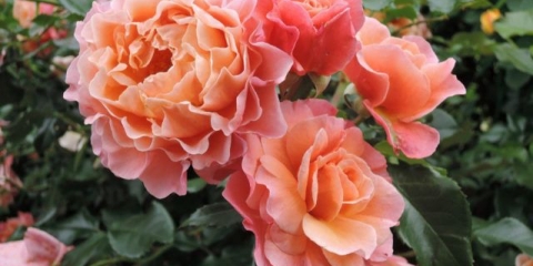 Rose marie curie (marie curie): fotografija i opis, recenzije