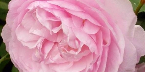 Rose olivia rose austin