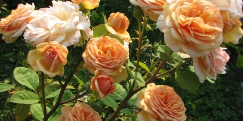 Zlatna proslava rose austin (zlatna proslava): fotografija i opis, recenzije