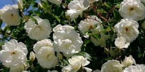 Penjajuća ruža penjačica ledeni brijeg: sadnja i njega