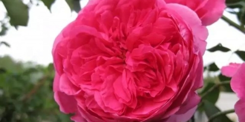 Penjačka parada rosa: sadnja i njega