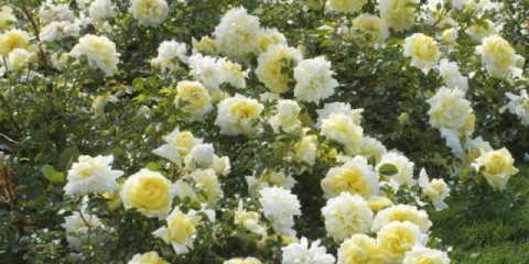 Prizemna ruža: sadnja i njega + fotografija