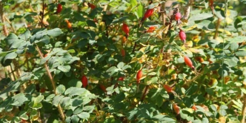 Igla ruže (šipak): opis, korisna svojstva, fotografija