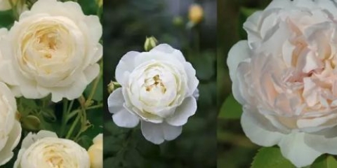 Rosa grm claire austin: sadnja i njega