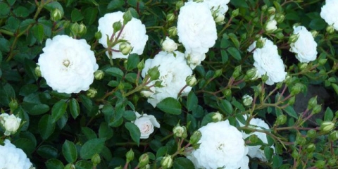 Rosa swany (labuđi): fotografija i opis, recenzije