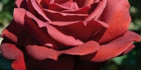 Rose terracotta
