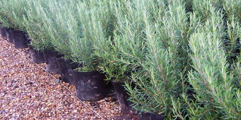 Ruzmarin: sadnja i njega na otvorenom polju iu stakleniku