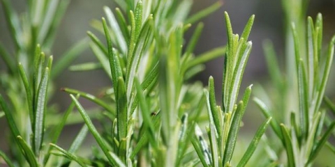 Ruzmarin - uzgoj na otvorenom tlu u predgrađu