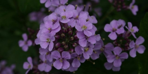 Ružičasta mattiola (noćna ljubičica): fotografija i opis, raste iz sjemena