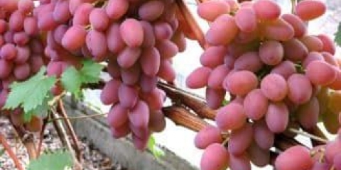 Ružičaste sorte grožđa i 5 njihovih najboljih vrsta