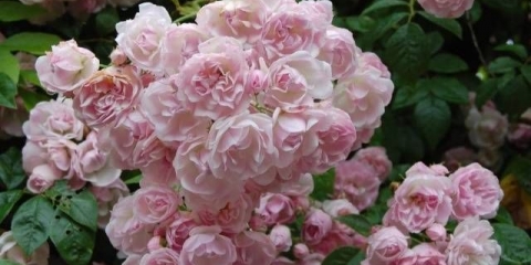 Ruže koje pokrivaju tlo: sorte otporne na zimu + fotografija