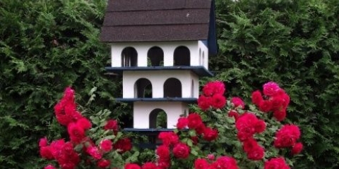 Ruže sa četinarima u krajoliku