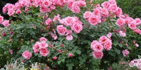 Ruže: vrste i sorte za ruske bašte