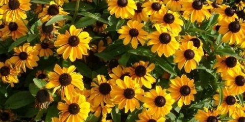 Rudbeckia višegodišnja: sadnja i njega