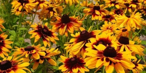 Rudbeckia perennial