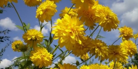 Rudbeckia zlatna lopta