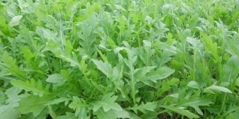 Rukola - uzgoj i njega na otvorenom polju