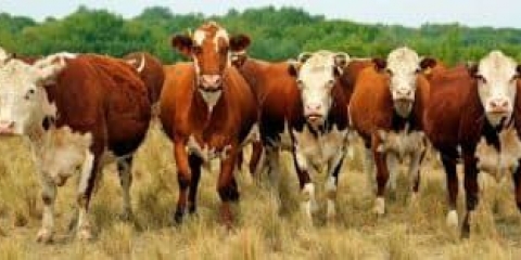 Ruske rase krava - koje su dovele stoku u rusiju