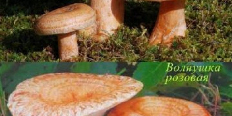 Ryzhik i volnushki: razlika na fotografiji, sličnost