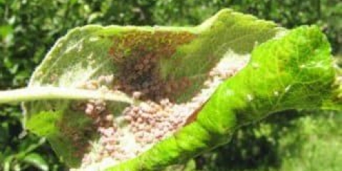 S kojim se štetočinama insekata susreće svaki vrtlar prilikom uzgoja stabala jabuke?